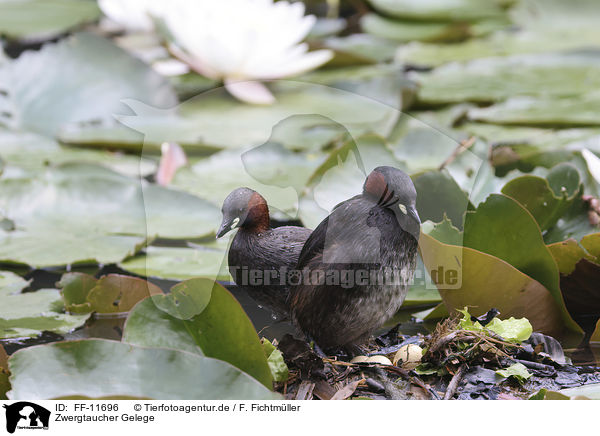 Zwergtaucher Gelege / Little Grebe clutch / FF-11696