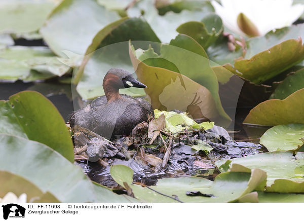 Zwergtaucher Gelege / Little Grebe clutch / FF-11698