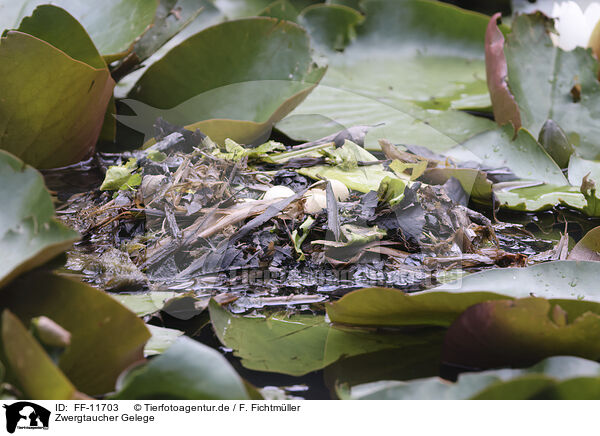 Zwergtaucher Gelege / Little Grebe clutch / FF-11703