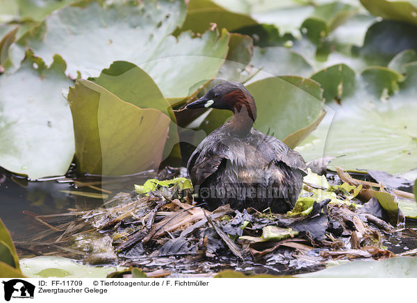 Zwergtaucher Gelege / Little Grebe clutch / FF-11709
