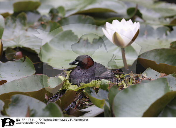 Zwergtaucher Gelege / Little Grebe clutch / FF-11711