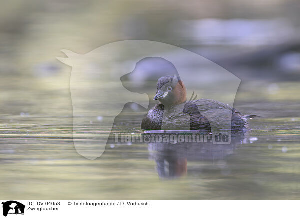 Zwergtaucher / dabchick / DV-04053