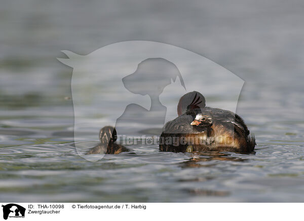 Zwergtaucher / dabchick / THA-10098