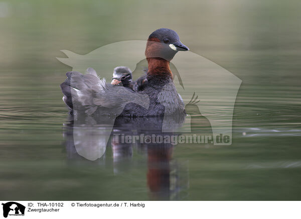 Zwergtaucher / dabchick / THA-10102