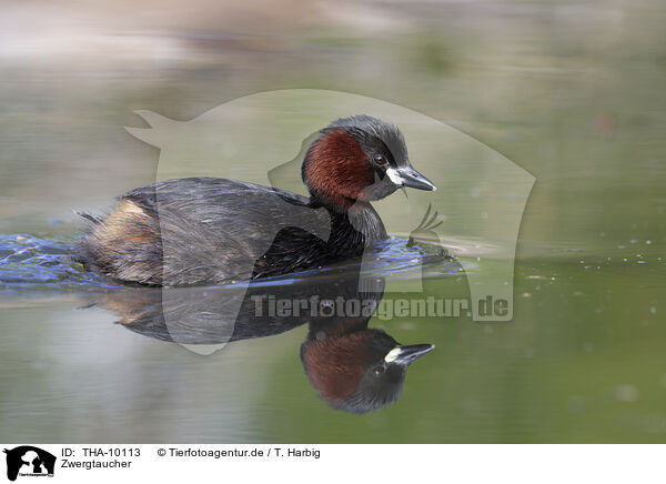 Zwergtaucher / dabchick / THA-10113