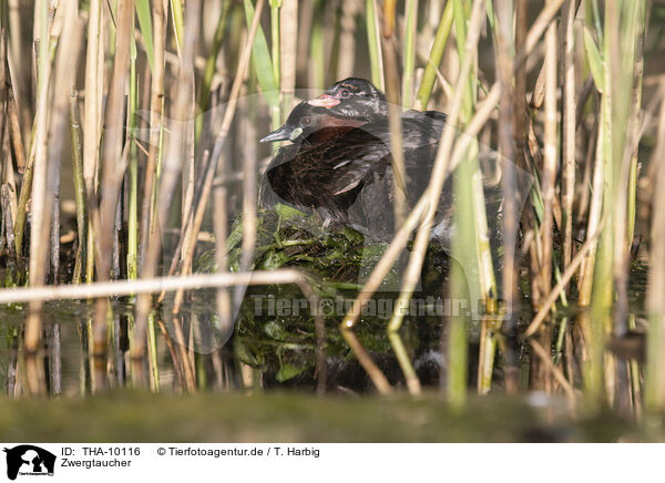Zwergtaucher / dabchick / THA-10116