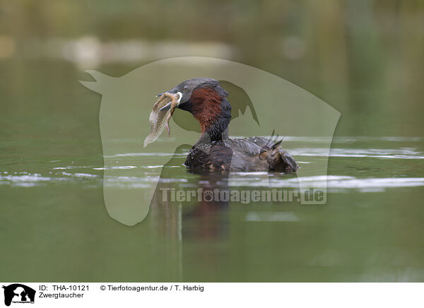 Zwergtaucher / THA-10121