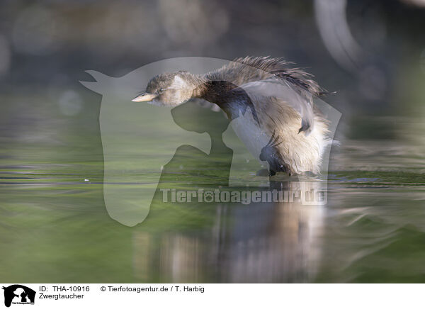 Zwergtaucher / dabchick / THA-10916