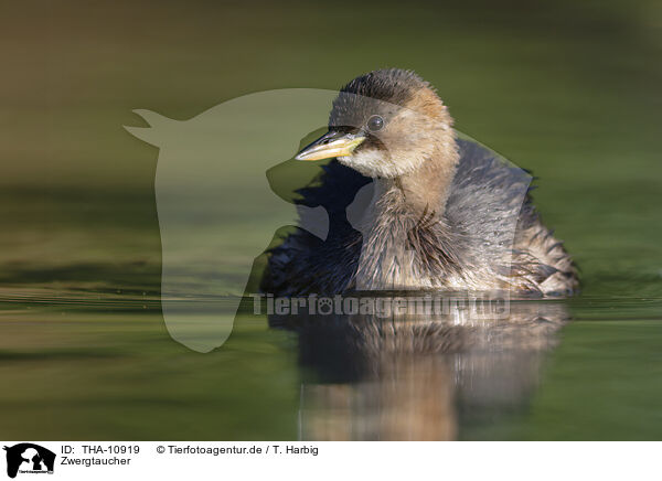 Zwergtaucher / dabchick / THA-10919