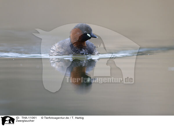 Zwergtaucher / dabchick / THA-11061