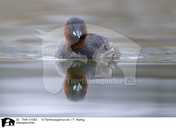 Zwergtaucher / dabchick / THA-11062