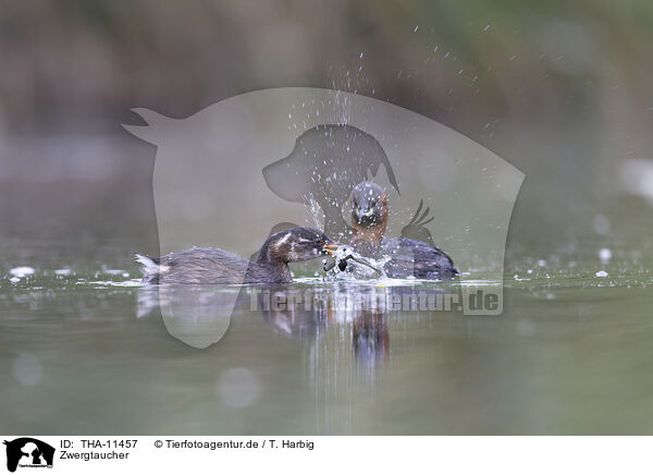 Zwergtaucher / dabchick / THA-11457