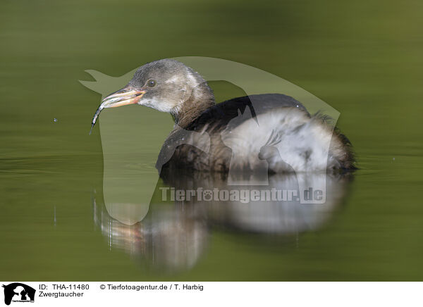 Zwergtaucher / dabchick / THA-11480