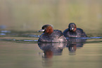 schwimmende Zwergtaucher