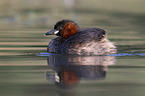 schwimmender Zwergtaucher