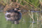 schwimmender Zwergtaucher