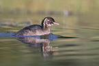 schwimmender Zwergtaucher