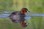 schwimmender Zwergtaucher