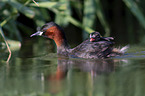 schwimmende Zwergtaucher