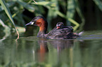 schwimmende Zwergtaucher