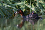 schwimmende Zwergtaucher