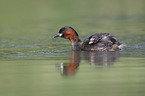 schwimmende Zwergtaucher