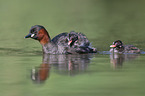 schwimmende Zwergtaucher