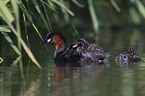 schwimmende Zwergtaucher