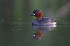 schwimmender Zwergtaucher