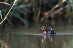 schwimmende Zwergtaucher