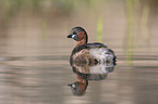 schwimmender Zwergtaucher