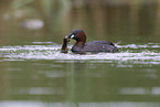 Zwergtaucher