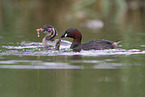 Zwergtaucher
