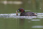 Zwergtaucher