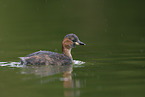 Zwergtaucher