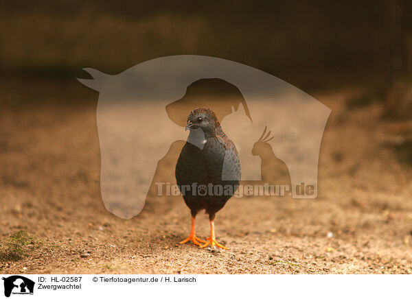 Zwergwachtel / blue quail / HL-02587