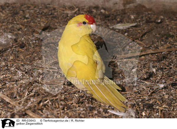 gelber Ziegensittich / Red-fronted Parakeet / RR-03643