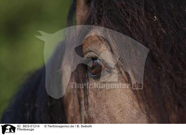 Pferdeauge / horseeye / BES-01214