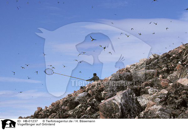 Vogelfänger auf Grönland / HB-01237