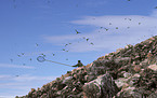 Vogelfänger auf Grönland