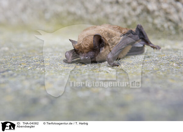 Abendsegler / noctule / THA-04082