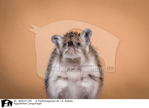gyptischer Langohrigel / Egyptian long-eared hedgehog / SAD-01145