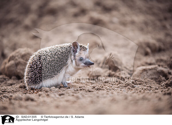 gyptischer Langohrigel / Egyptian long-eared hedgehog / SAD-01305