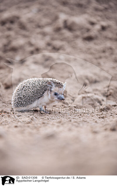 gyptischer Langohrigel / Egyptian long-eared hedgehog / SAD-01306