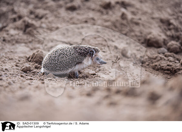 gyptischer Langohrigel / Egyptian long-eared hedgehog / SAD-01309