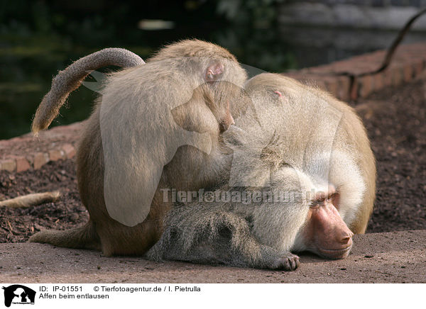 Affen beim entlausen / delousing apes / IP-01551