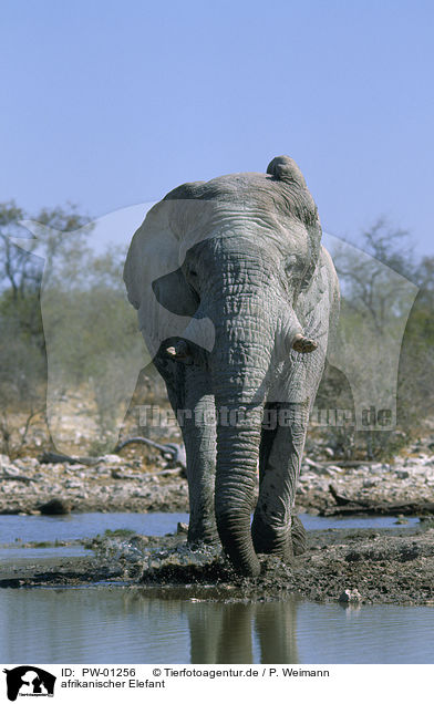 afrikanischer Elefant / PW-01256