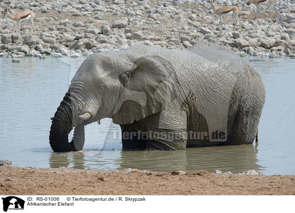 Afrikanischer Elefant / African elephant / RS-01006