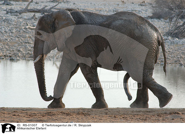 Afrikanischer Elefant / RS-01007