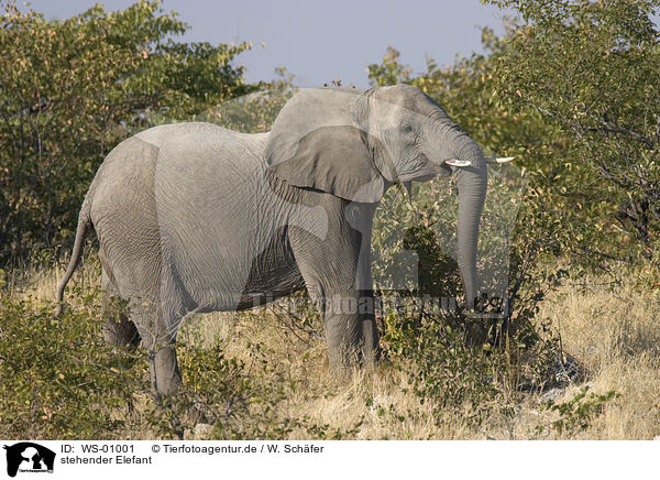 stehender Elefant / standing elephant / WS-01001